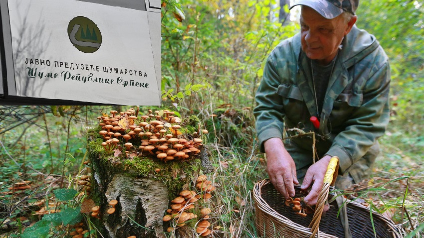 Uprava “Šuma RS” višak radnika šalje da beru gljive, jagode, bilje…