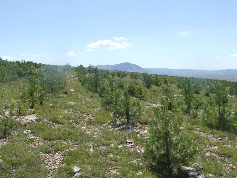 Za pošumljavanje planirano blizu tri miliona KM