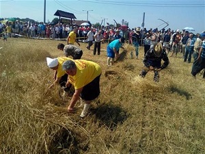 Održana Šesta “Rogoljska žetva”