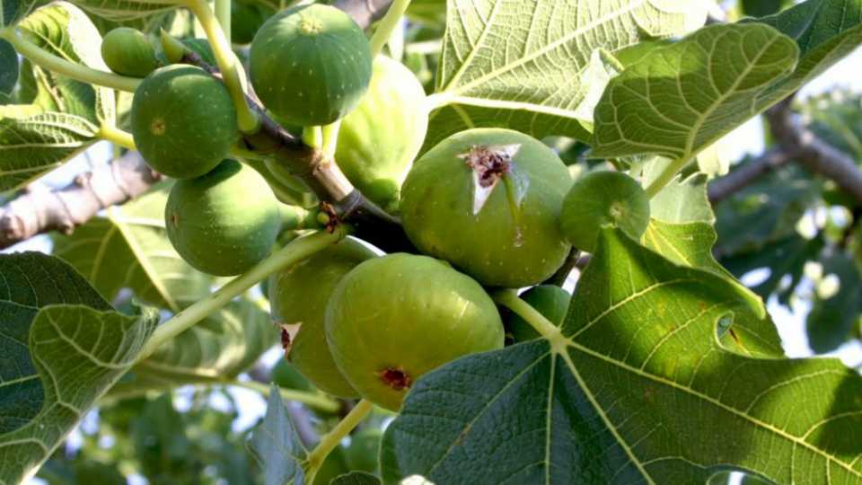 Na devet hektara zemljišta prva plantaža organske smokve